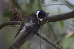 Melithreptus affinis