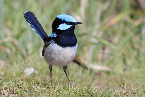 Biodiversity of Corner Inlet, Ramsar Wetland - Flexi Field Guides