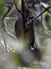 Pachycephala olivacea