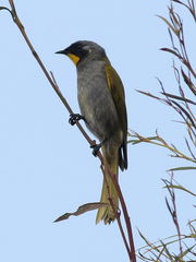 Nesoptilotis flavicollis