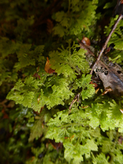 Trichocolea mollissima