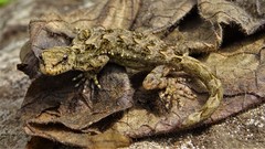 Ancylodactylus dickersonae