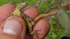 Ancylodactylus dickersonae