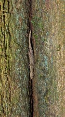 Ancylodactylus dickersonae