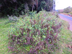 Helichrysum argyranthum