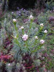 Helichrysum argyranthum