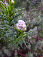 Helichrysum argyranthum