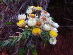 Helichrysum argyranthum