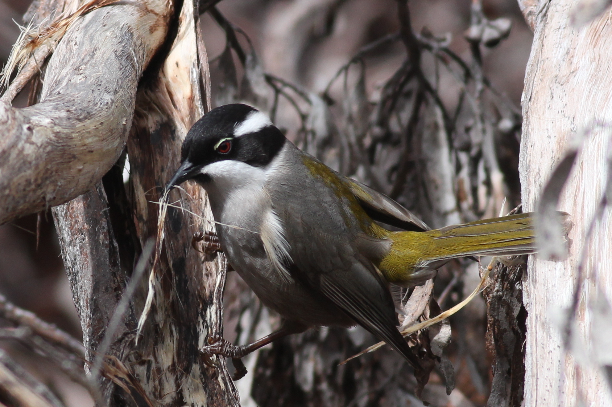 Strong-billed Honeyeater illustration
