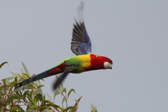 Platycercus eximius diemenensis