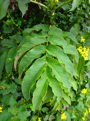 Sambucus africana