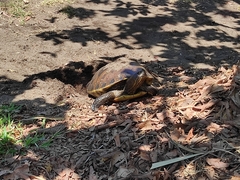 Trachemys grayi grayi