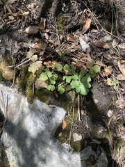 Aquilegia eximia