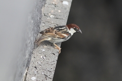 Passer hispaniolensis