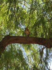 Athene cunicularia