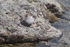 Calidris alpina