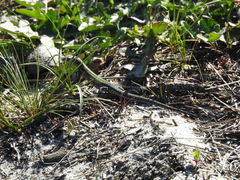 Podarcis carbonelli carbonelli