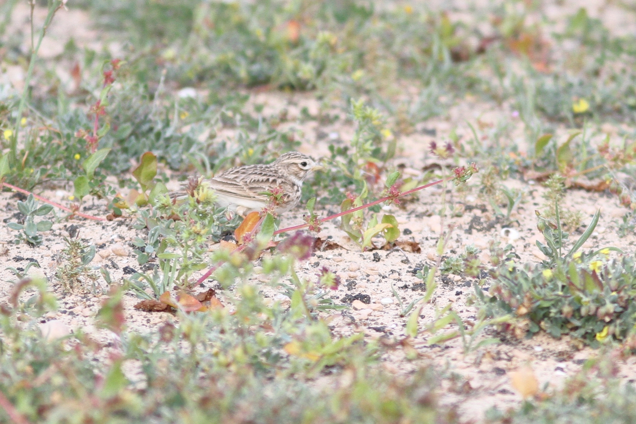 Mediterranean Short-toed Lark