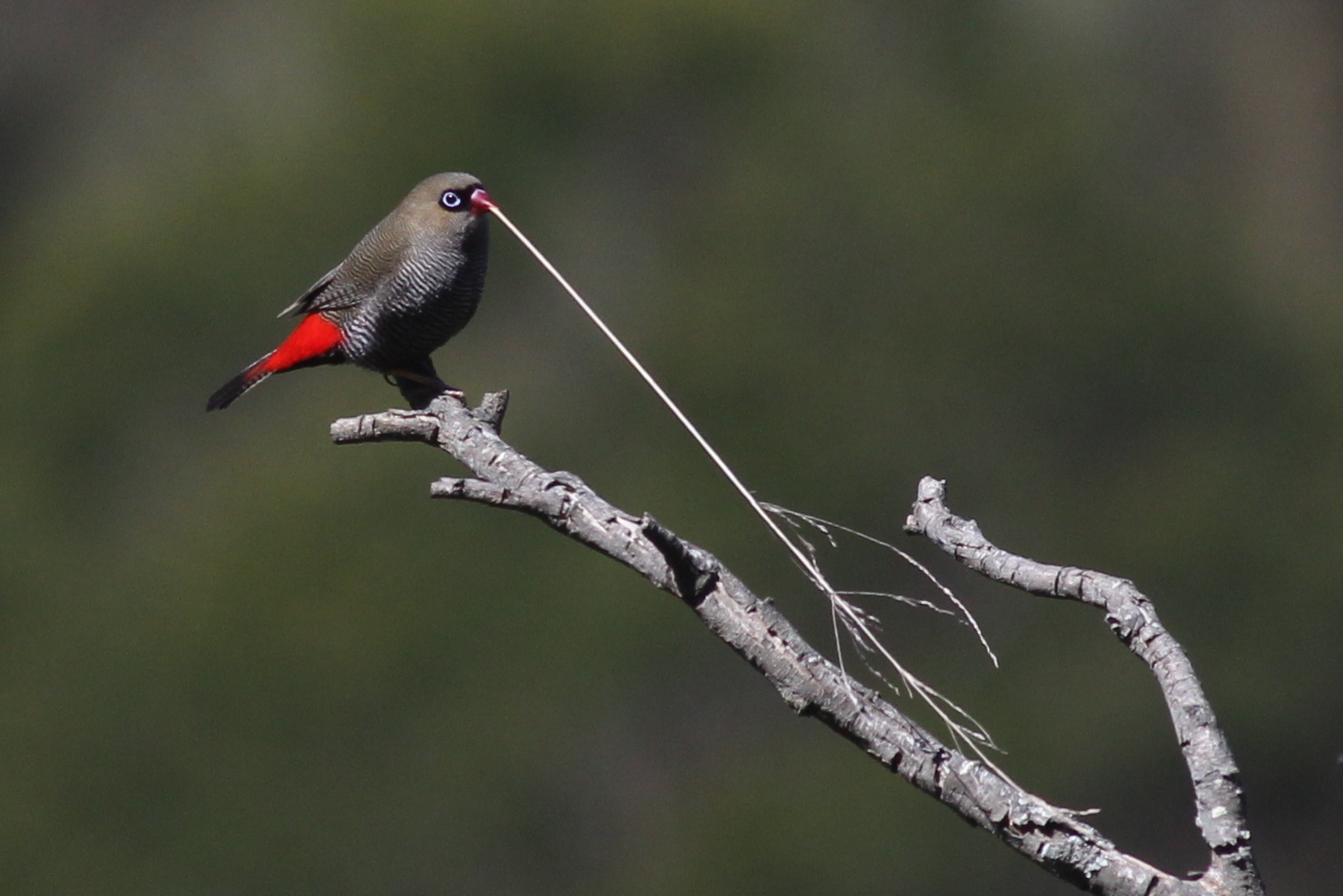 Beautiful Firetail illustration