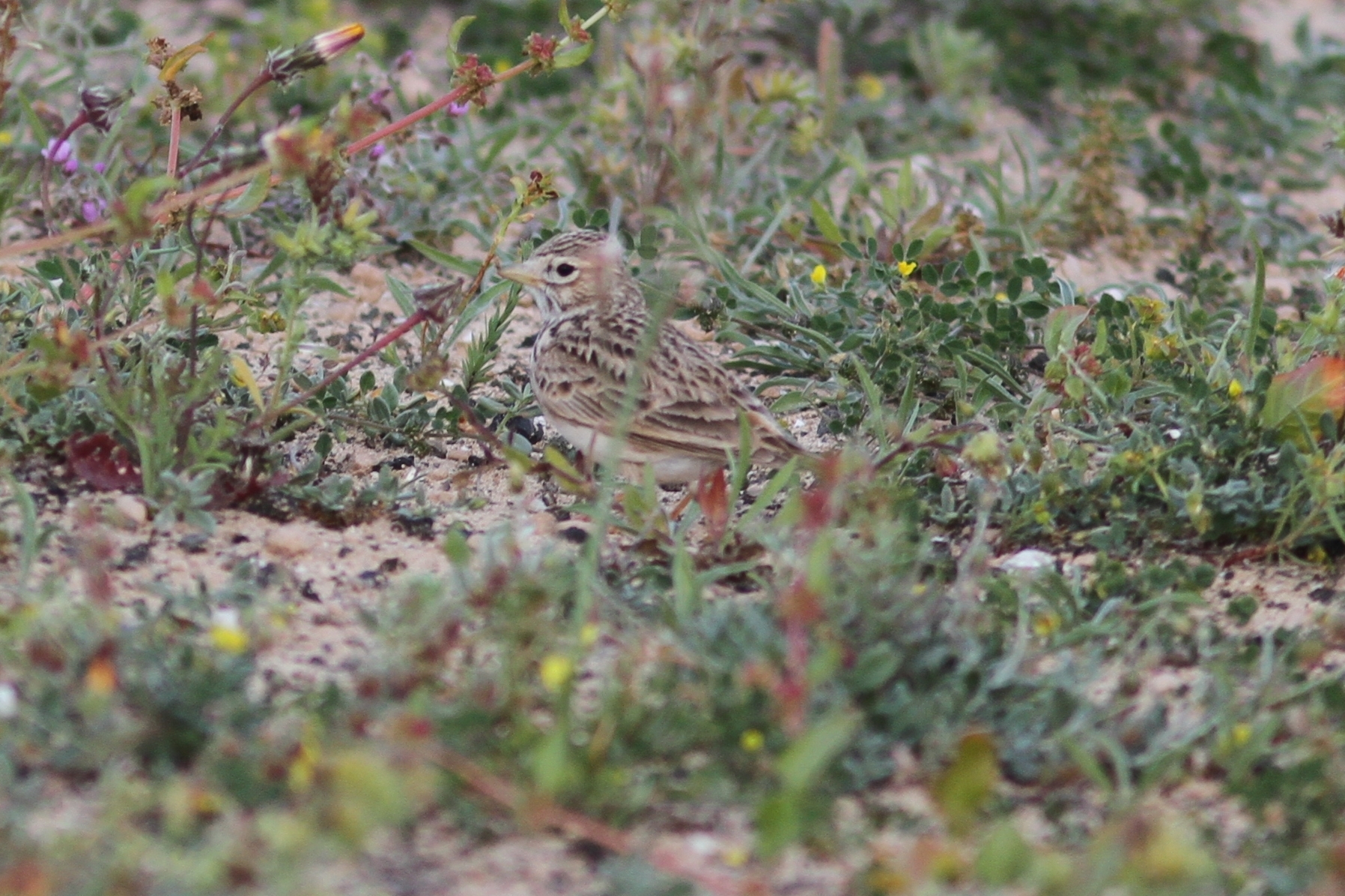 Mediterranean Short-toed Lark