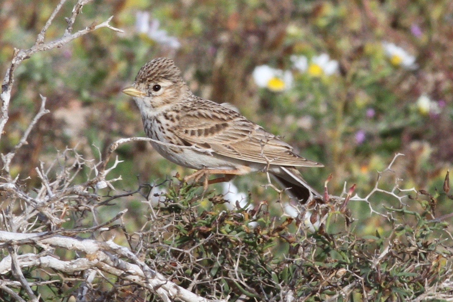 Mediterranean Short-toed Lark