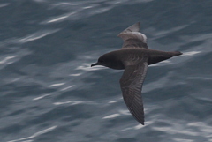 Ardenna tenuirostris