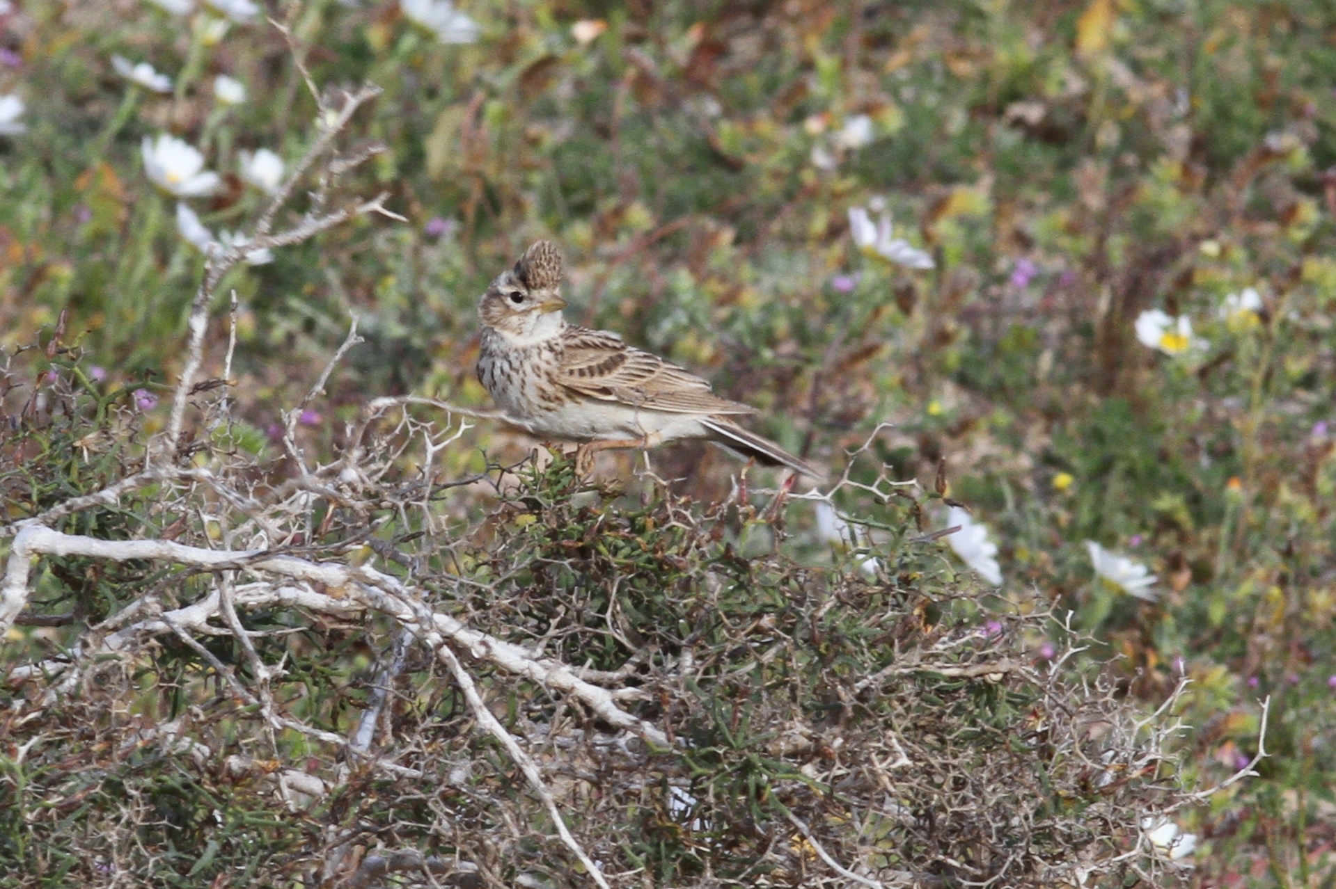 Mediterranean Short-toed Lark