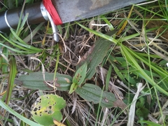 Chaetogastra gracilis