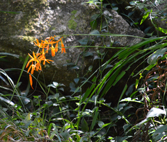 Crocosmia aurea aurea