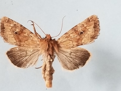 Apamea inficita