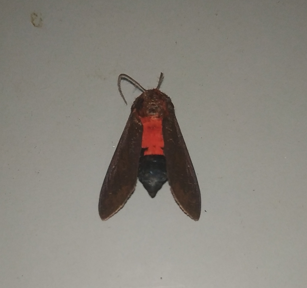 Mazaeras melanopyga