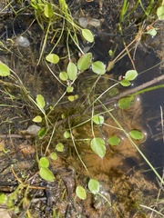 Potamogeton cheesemanii