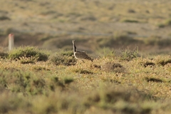 Chlamydotis undulata