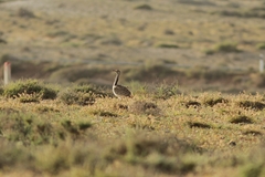 Chlamydotis undulata