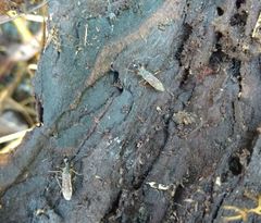 Myodocha serripes