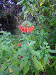 Leonotis decadonta