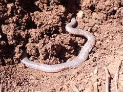 Blanus strauchi strauchi