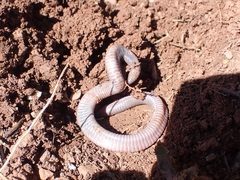 Blanus strauchi strauchi