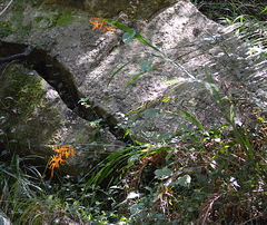 Crocosmia aurea aurea