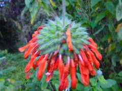 Leonotis decadonta