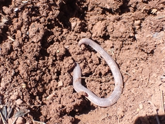 Blanus strauchi strauchi