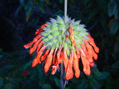 Leonotis decadonta