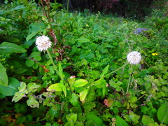 Dipsacus pinnatifidus