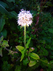 Dipsacus pinnatifidus