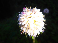 Dipsacus pinnatifidus