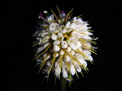 Dipsacus pinnatifidus