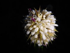 Dipsacus pinnatifidus