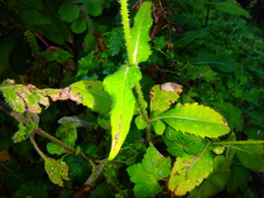Dipsacus pinnatifidus