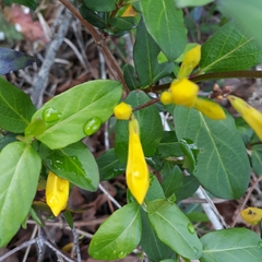 Gelsemium sempervirens
