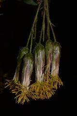 Brickellia magnifica